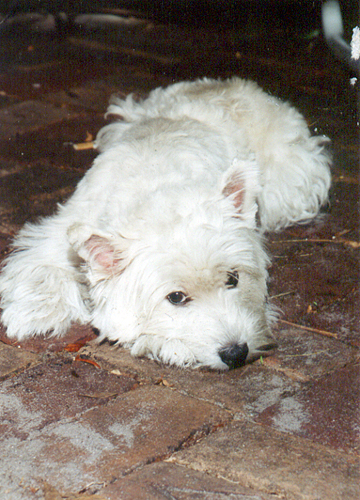 Westie