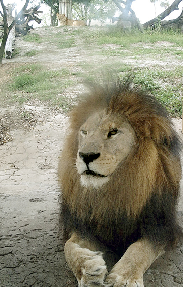 African Lion