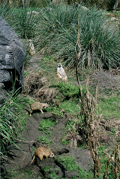 Meerkats